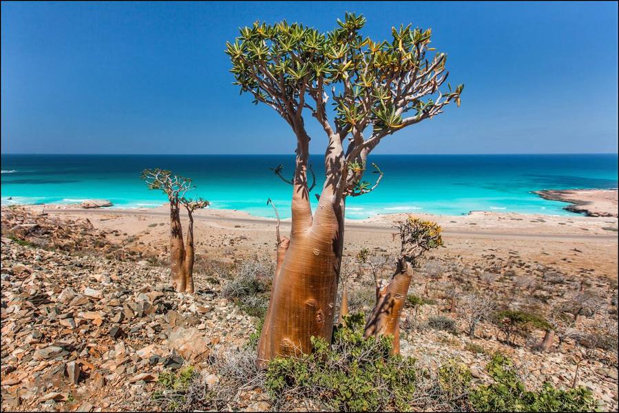 Знаменитые бутылочные деревья Сокотры Йемен