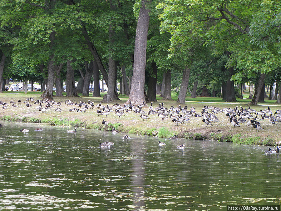 Во всей Швеции очень много птиц в парках. Не исключение в этом смысле и парк Дротнингхольма. Птицы тут практически ручные. Но вот птичьих экскрементов повсюду много — стоит соблюдать осторожность. Дротнингхольм, Швеция