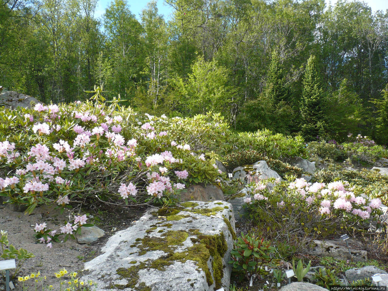 Полярный сад кировск. Ботанический сад Тромсе. Arctic–Alpine Botanic Garden. Арктический Ботанический сад Норвегия. Полярный Альпийский Ботанический сад Кировск.