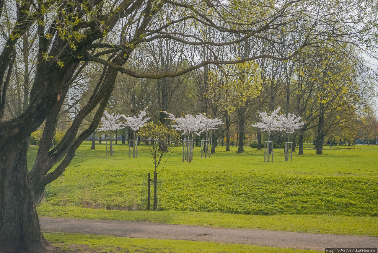 Таинство цветения сакуры Рига, Латвия