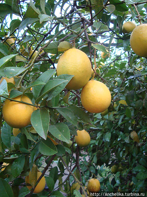 Крупным планом.