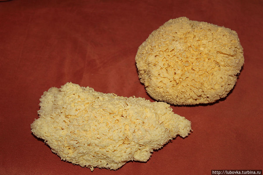 Губки для бани сделанные из Морских губок. 
Морские Губки -Это не морские растения....это морские живые организмы!!! Шарм-Эль-Шейх, Египет