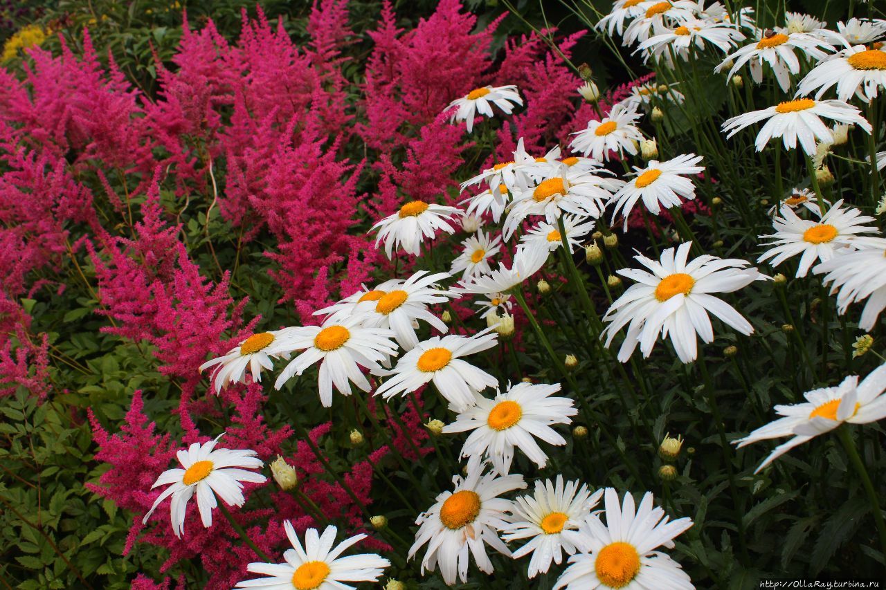 Красное и белое (астильба и ромашка). Санкт-Петербург, Россия