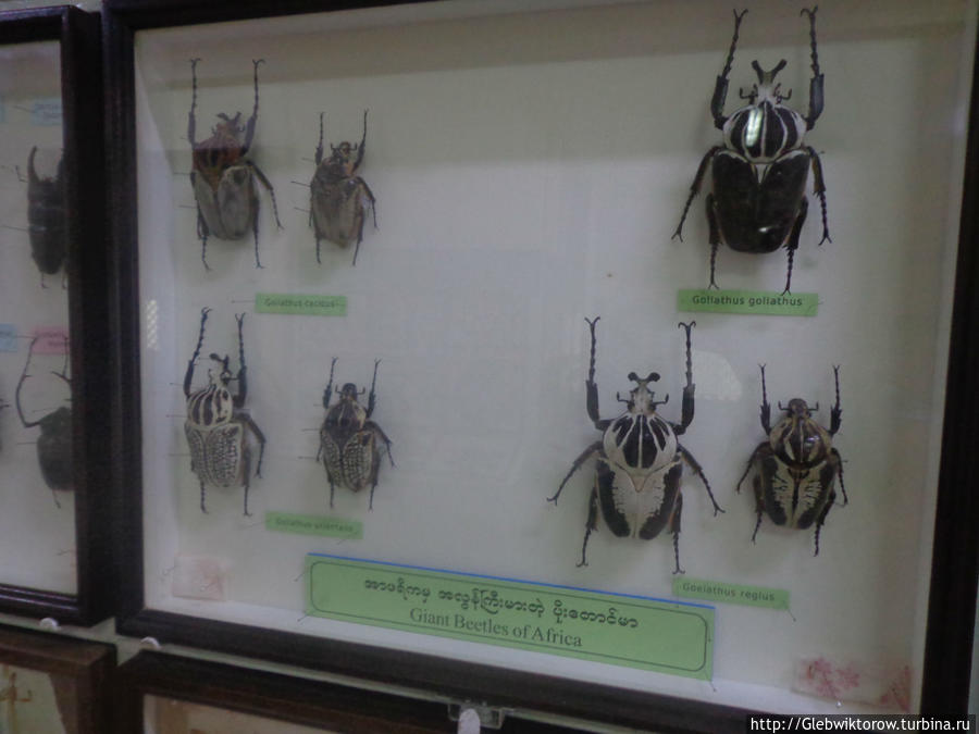 Музей насекомых в ботаническом саду