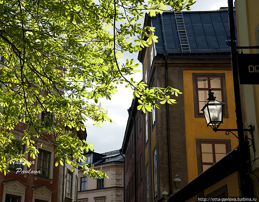На каштанах уже распустились листья Стокгольм, Швеция