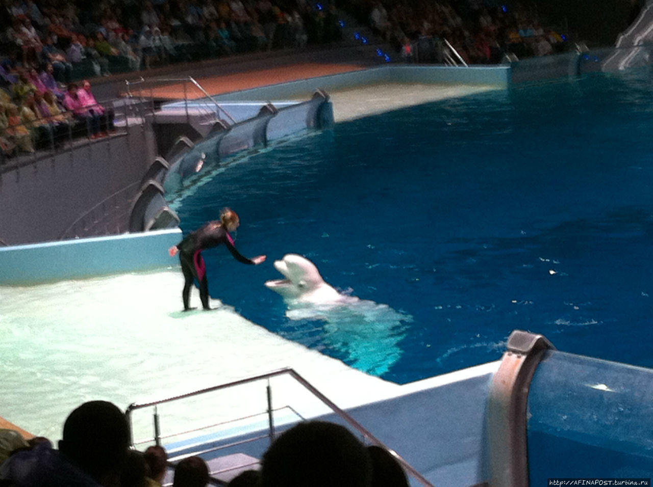 Кругосветное Путешествие Москвариум Купить Билеты