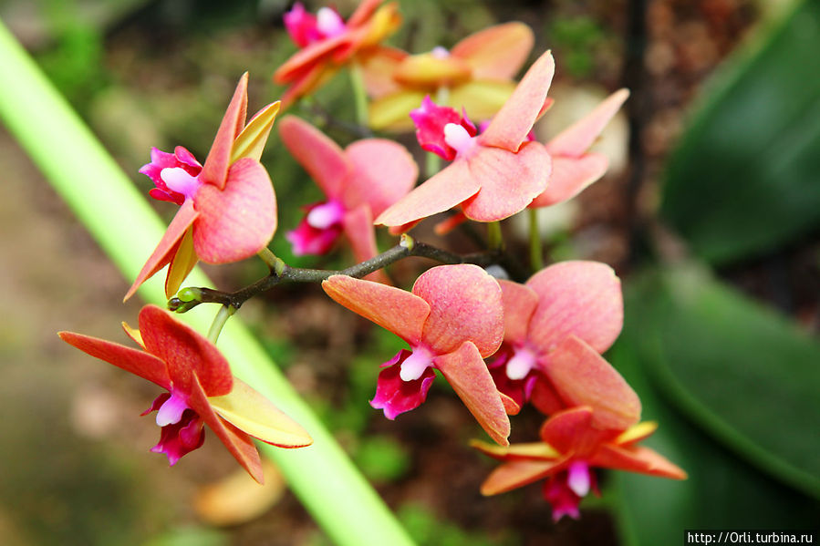 Мир орхидей и природы Бахан, Израиль