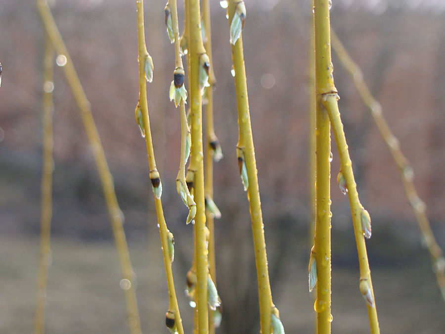 Девочки! Весна! Москва, Россия