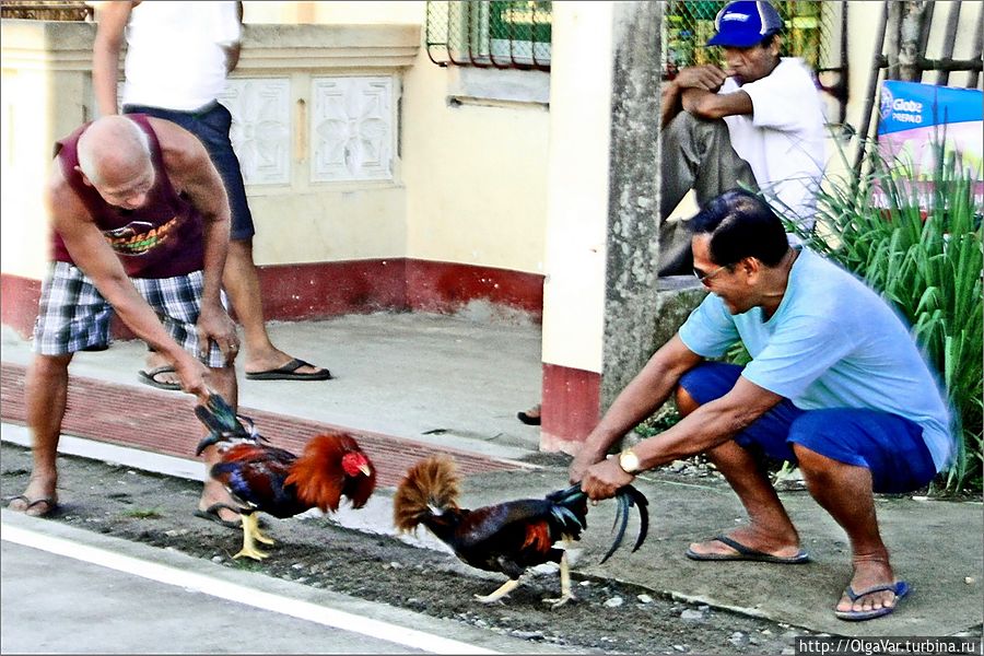 Два соседа,  каждый со своим петушком на руках, разговаривали на улице, нежно поглаживая своих пернатых красавцев.  Но стоило им приблизиться друг к другу, как птицы нахохливались, готовые ринуться в бой. Увидев, что мы встали как вкопанные, филиппинцы продемонстрировали нам боевой задор своих питомцев, удерживая их за хвост.