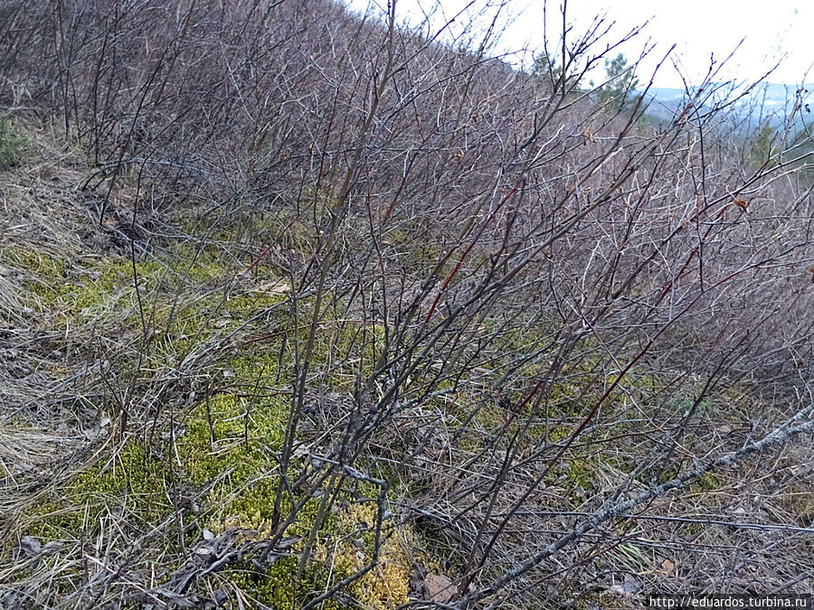 Весенний цветок, зимний грибок, последний снежок и... Красноярск, Россия