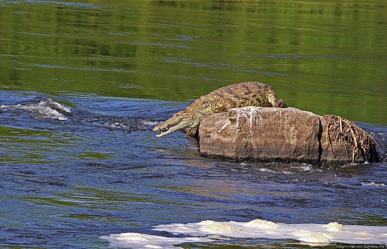 А-а, крокодилы,  бегемоты... Круиз по Виктория-Нилу