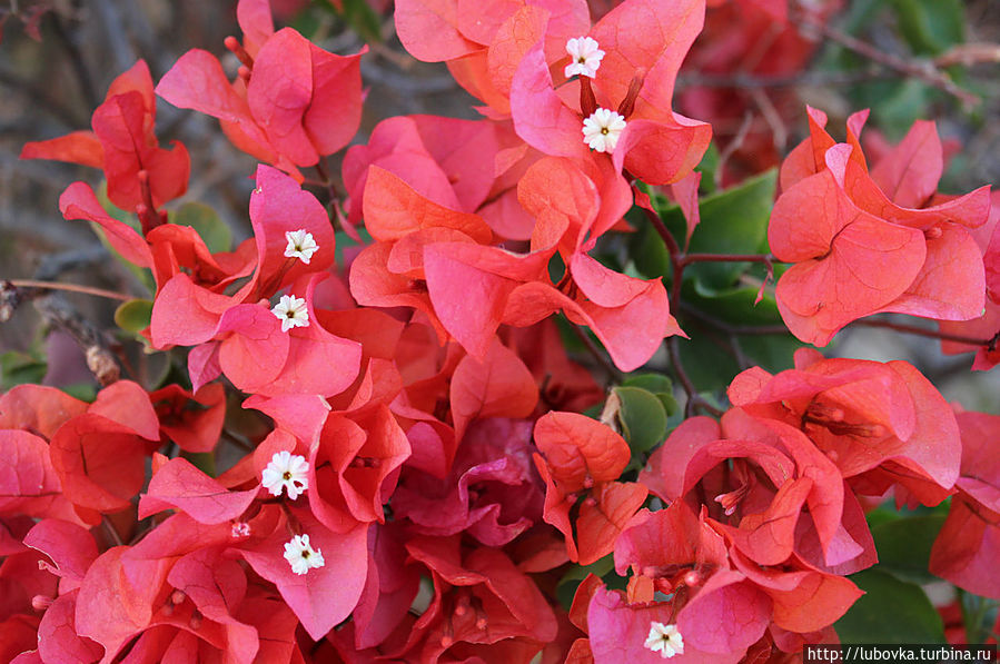 Египетская Бразильянка. Шарм-Эль-Шейх, Египет