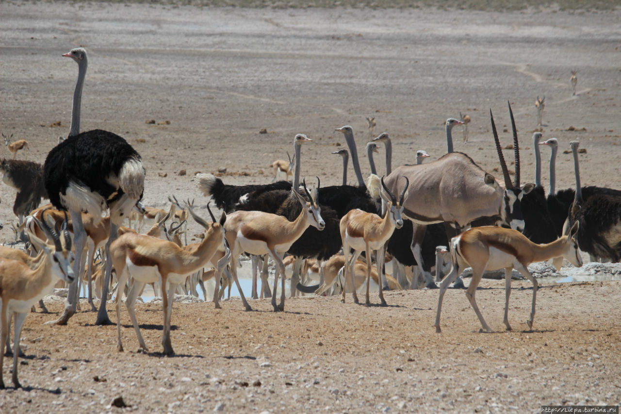 Количество зверей возле водоемов поражало Этоша Национальный Парк, Намибия