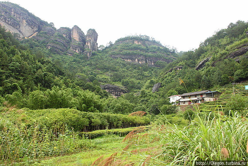 Горы, зелень чайных кустов и свежий воздух Уишань, Китай