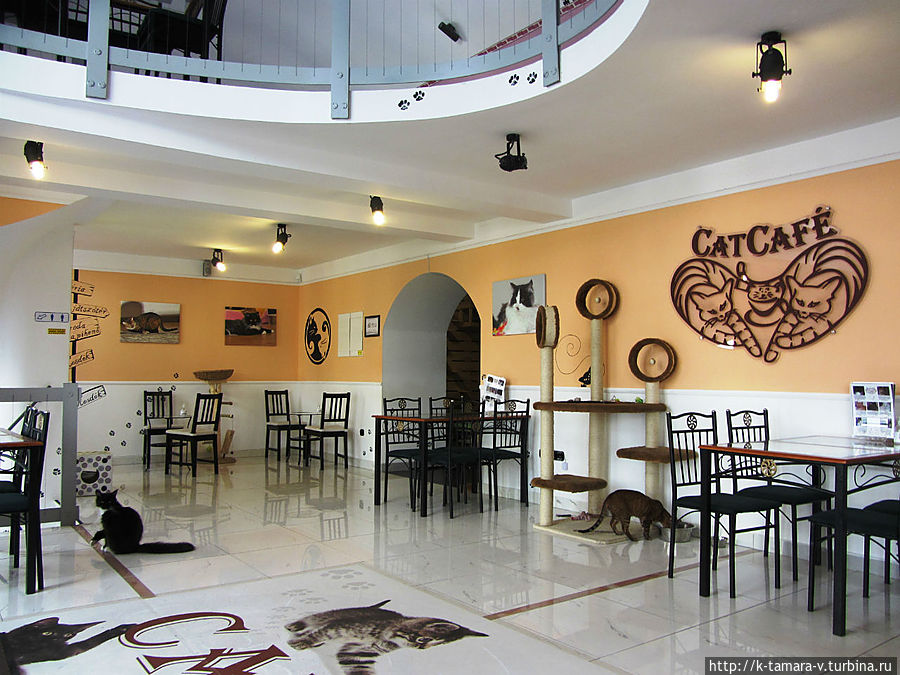 Кафе Cat / Cat Cafe