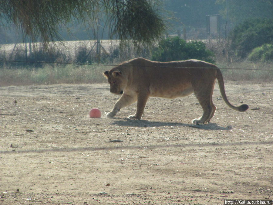 Львиный футбол. Тель-Авив, Израиль