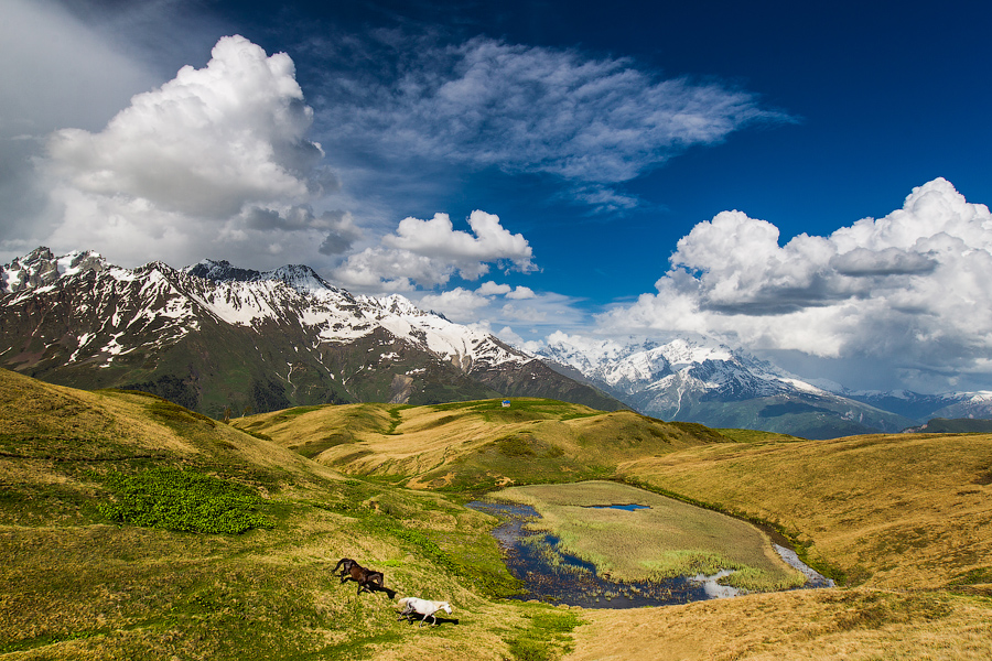 Красиво пронеслись лошадки..