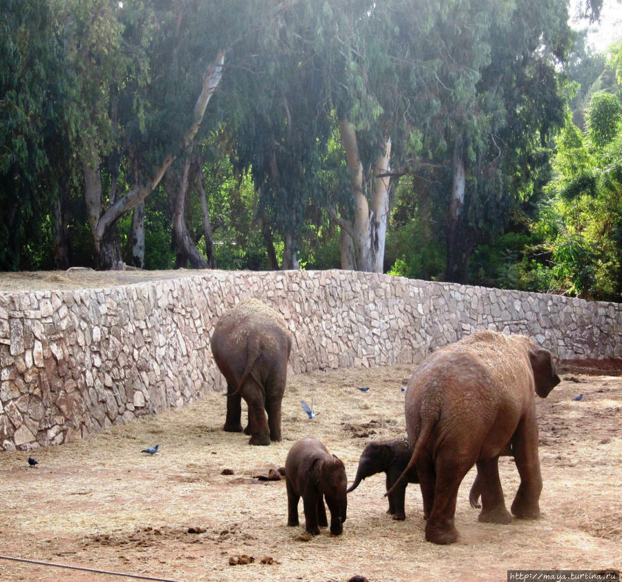 О слоновьем семействе