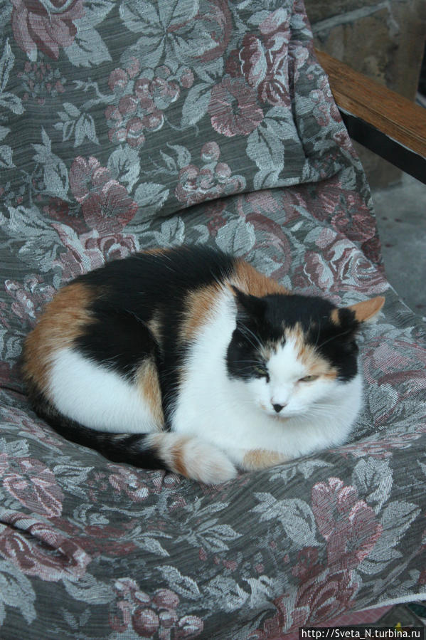 Кот, сдающий жилье :) Республика Крым, Россия