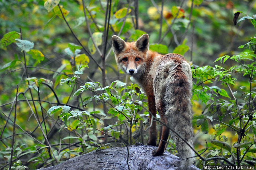 Любопытная Варвара Щёкино, Россия