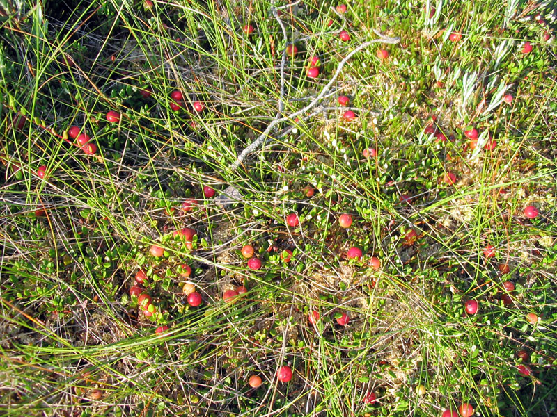 Болото Валгесоо / Valgesoo