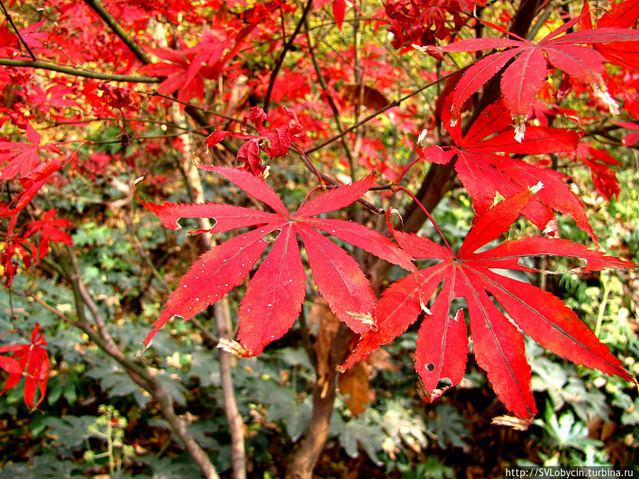 Багрянный цвет осенней листвы, как кровь соотечественников, погибших в боях с врагом за свободу Китая и нашу Свободу.
