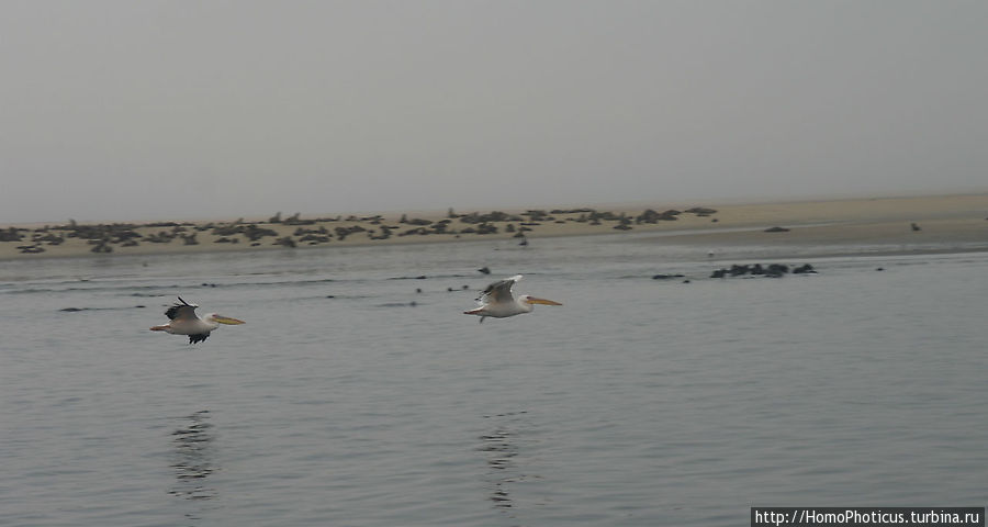 Пеликаны, тюлени, устрицы и прочая живность Китовой бухты Уолфиш-Бей, Намибия