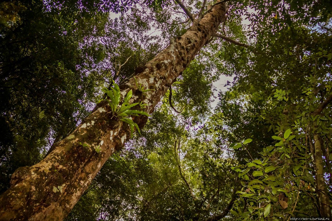 Местные джунгли. Какие то древние деревья. Дуонг-Донг, Вьетнам