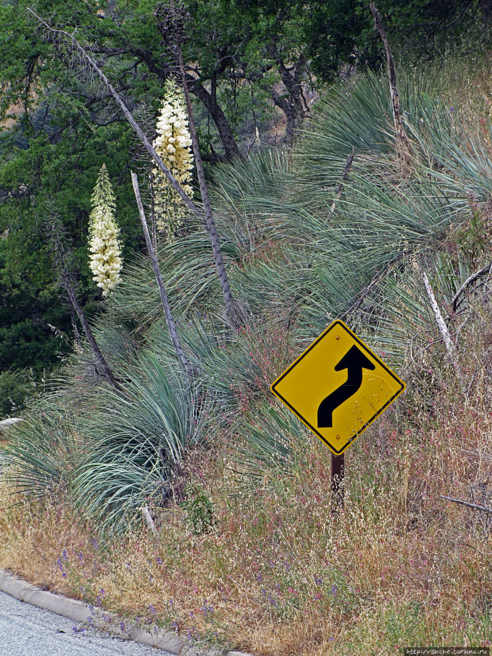 Есть три реки и цветущие царь-юкки Три-Риверс, CША