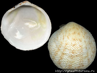 (Из Интернета) Уоллис и Футуна