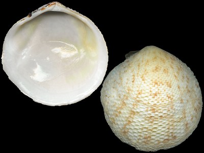 (Из Интернета)