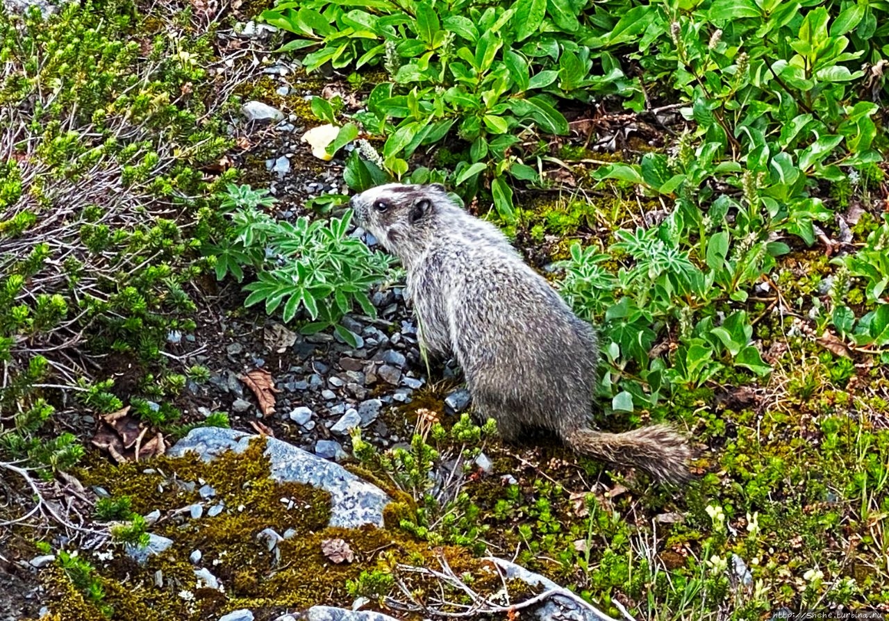 Животный мир Аляски. Alaska marmot — аляскинский сурок Национальный парк Кенай-Фьордс, CША