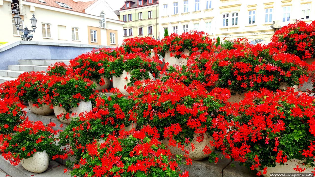 А в польском Жешуве ящиками с геранью заставили едва ли не половину центральной площади. Яркий каскад получился!