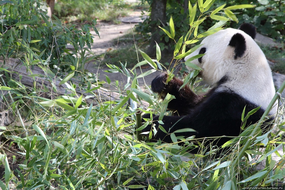 Вена 2019 — Зоопарк Вена, Австрия