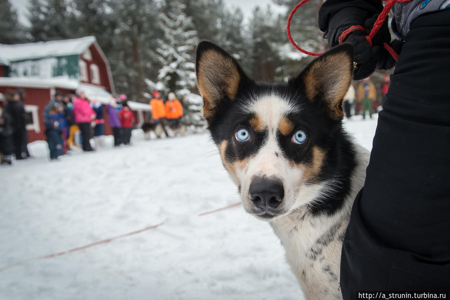 Бег снежной собаки Республика Карелия, Россия