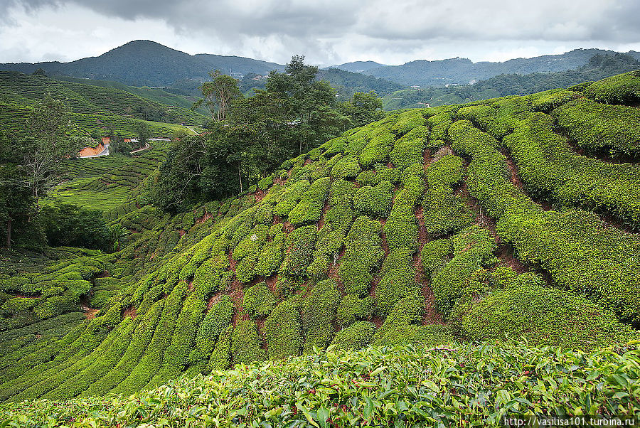 Чайные плантации — Sungai Palas Boh Tea Estate Танах-Рата, Малайзия