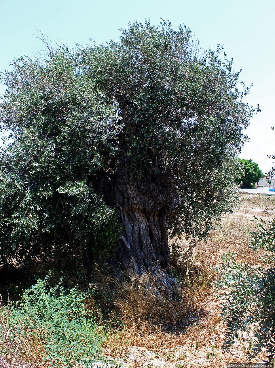Старые оливковые деревья Акротири, Акротири и Декелия