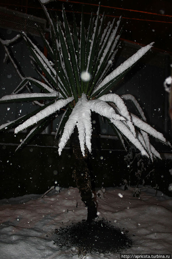 заснеженная округа