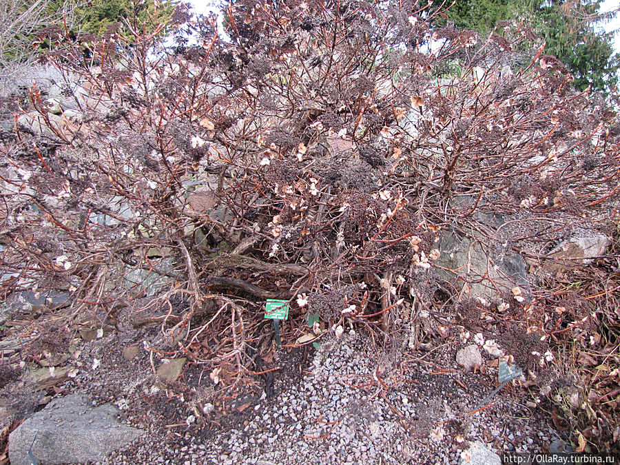 Гортензия черешчатая (hydrangea anomala petiolaris) хороша и в горке. Копенгаген, Дания