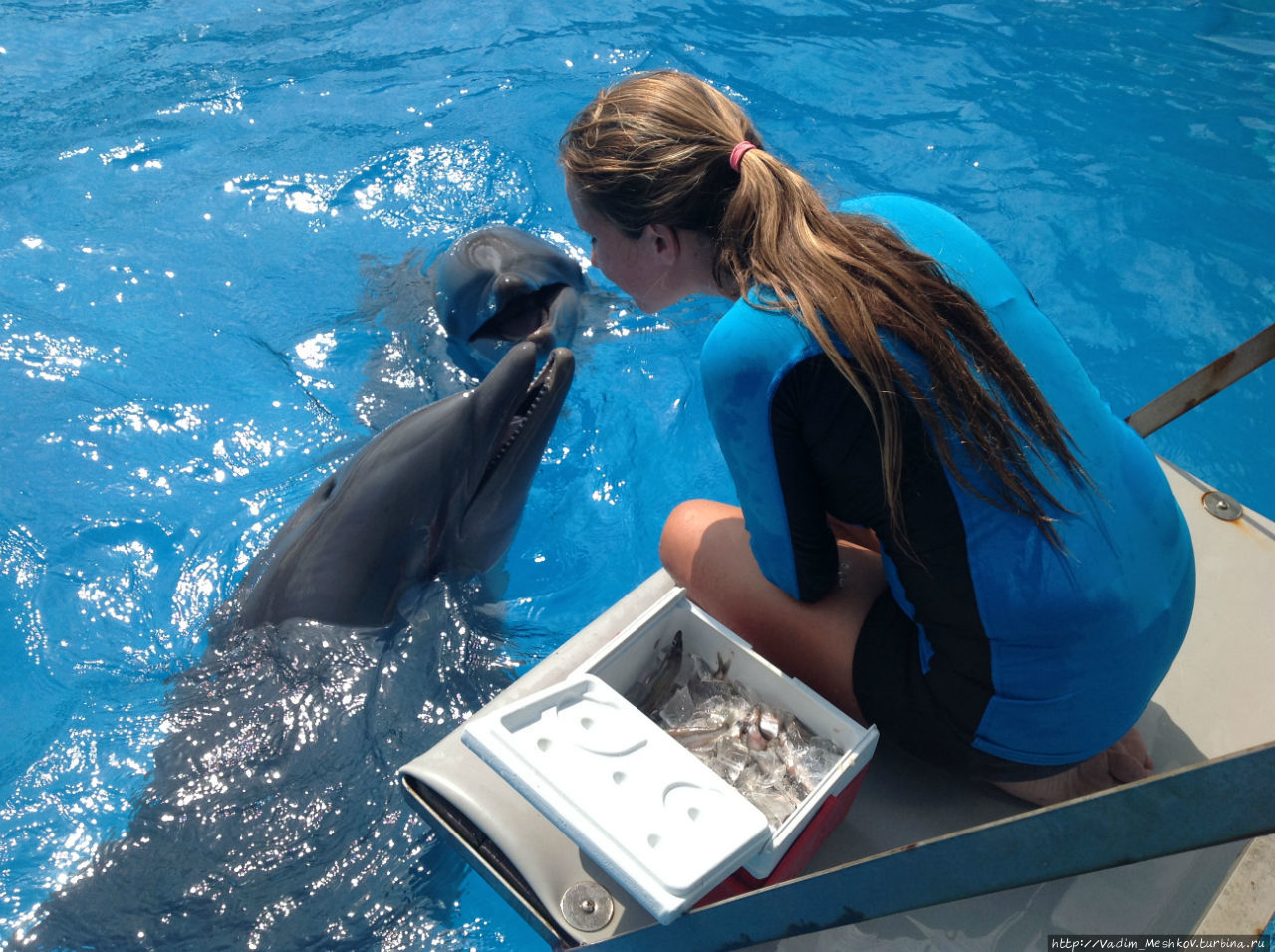 Кормление дельфинов. Майами, CША
