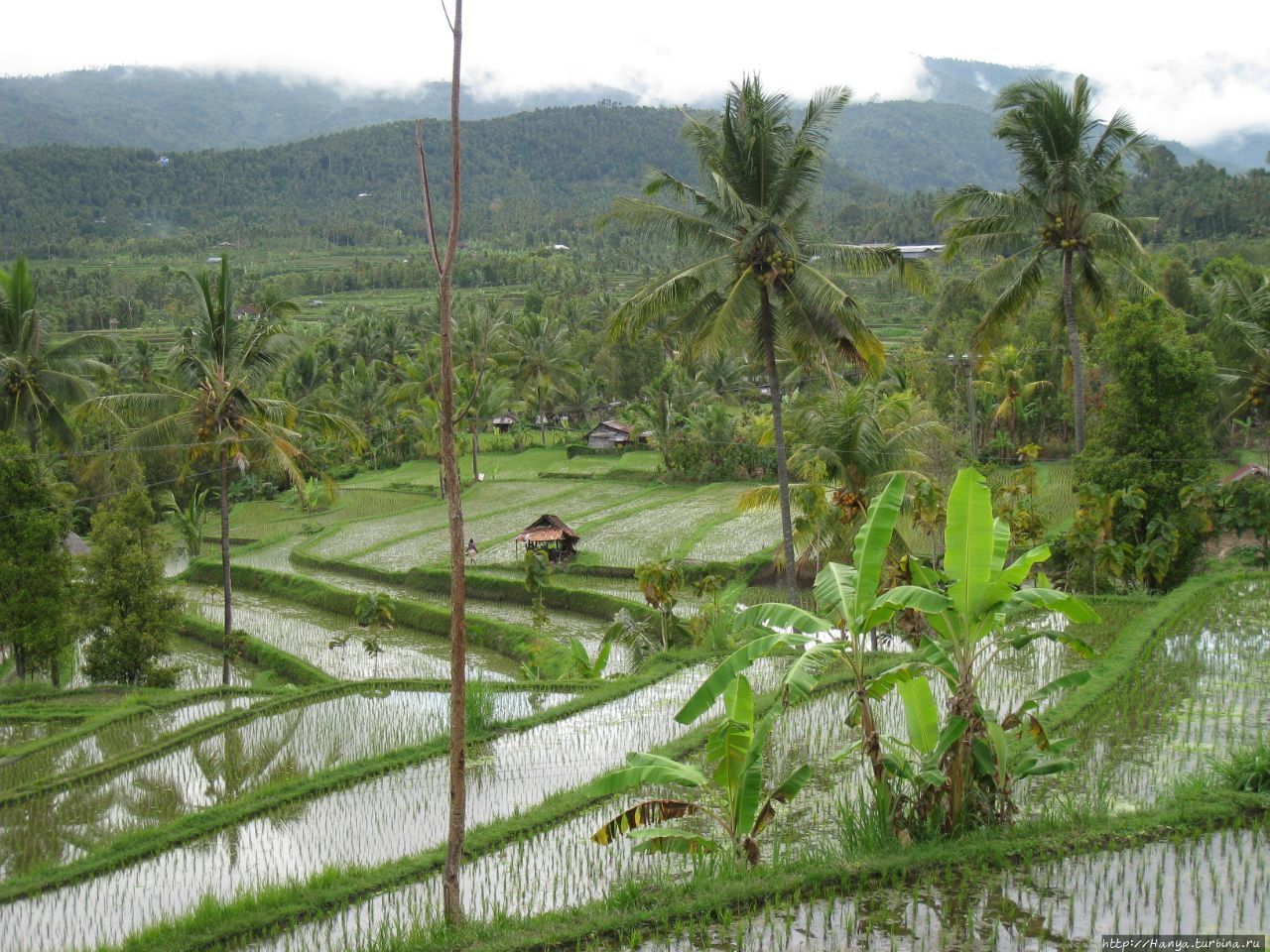 Рисовые поля Мундук / Munduk Rice Fields