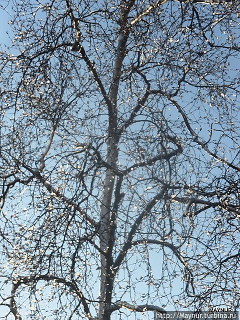 Береза  в  бисере .