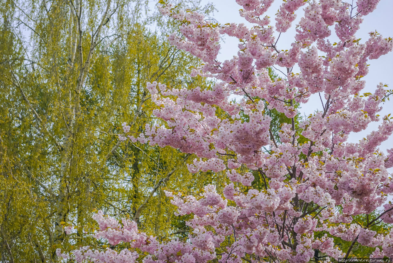 Таинство цветения сакуры Рига, Латвия