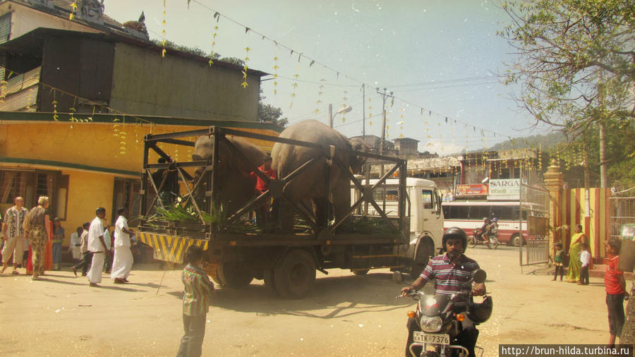По улицам слона возили. Шри-Ланка