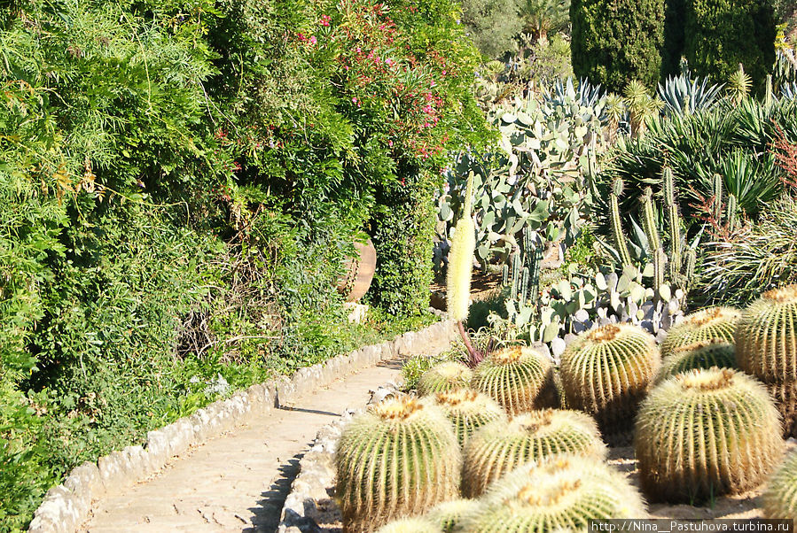 Царство кактусов.  Ботанический сад «Пинья де Роса». Бланес