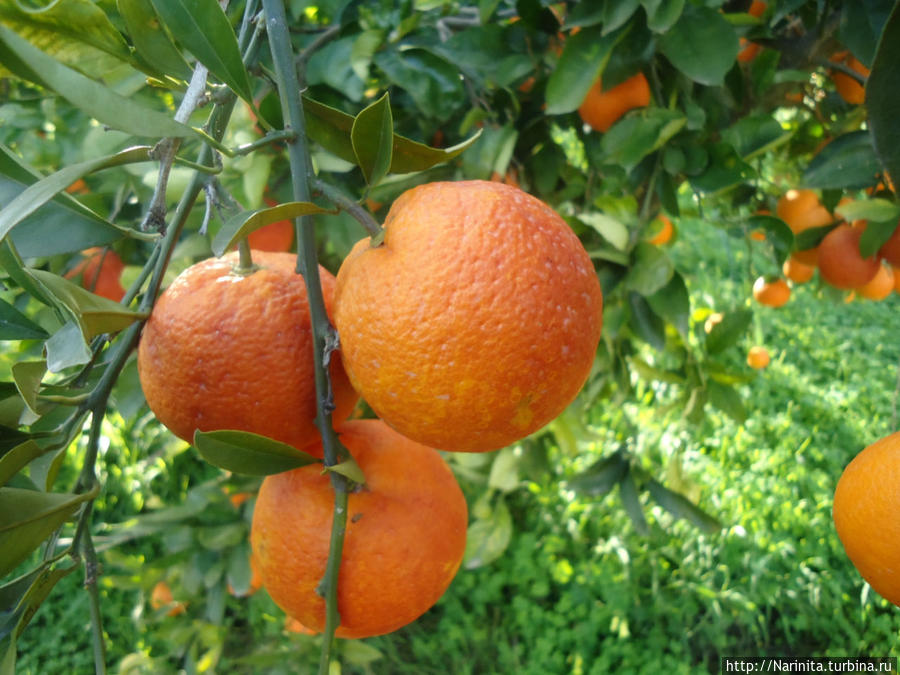 апельсины тарокко Катания, Италия