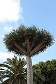 Драконово дерево (Dracaena draco) в  городе  Ла Лагуна.