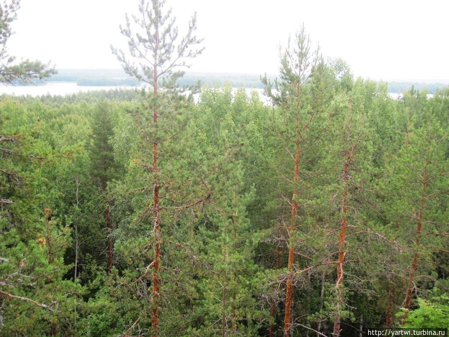 Панорама леса и Кончозера с горы Сампо Кончезеро, Россия