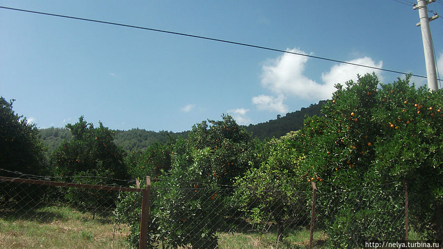 Мандариновые рощи