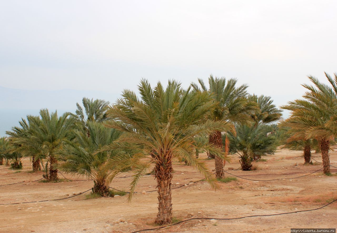 Финковая пальма Израиля Израиль